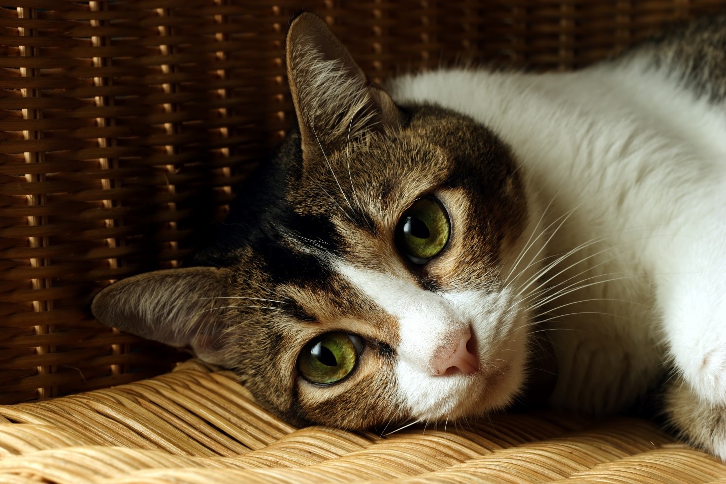 cat drooling after teeth removed