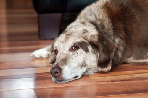 How Does Weight Affect Senior Pets? | Reed Animal Hospital