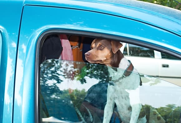 Dog in a car, ready for a visit to Reed Animal Hospital in Campbell & Saratoga, CA
