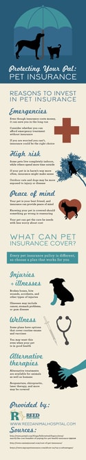 Protecting Your Pal: Pet Insurance | Reed Animal Hospital