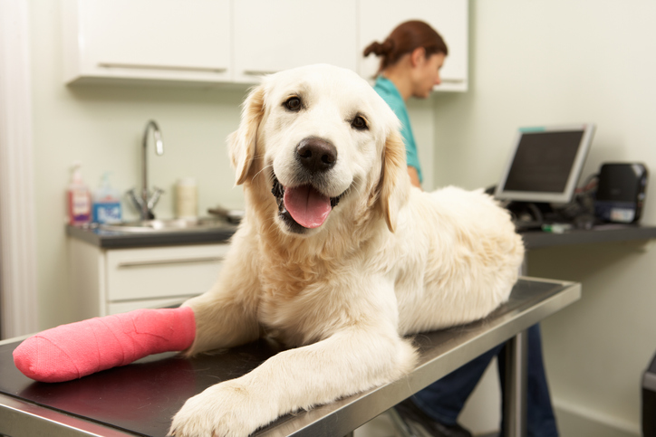 How To Help Your Dog Heal After ACL Surgery