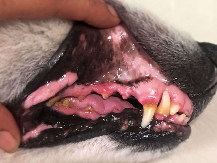 Learn about Symptoms of Periodontal Disease in Dogs