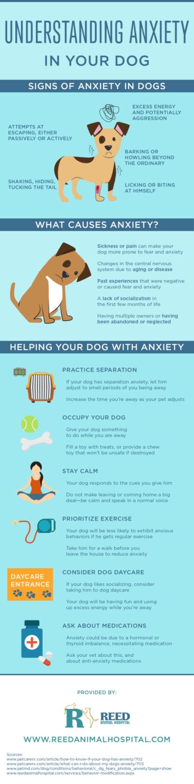 what is the best anxiety medication for dogs