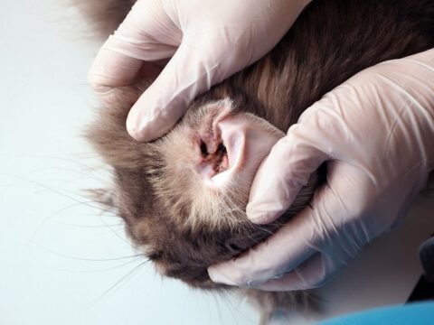 Understanding and Treating Ear Mite Infestations in Cats