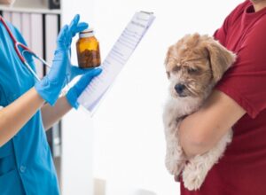 Vet Examining A Dog For Urinary Tract Infection Symptoms in Campbell & Saratoga, CA