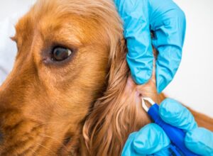 Dog examined by a vet for signs of Lyme Disease in Campbell & Saratoga