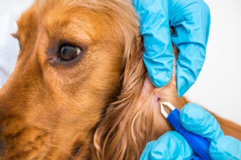 Dog examined by a vet for signs of Lyme Disease in Campbell & Saratoga