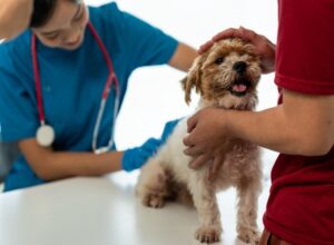 anemia dog veterinarian care