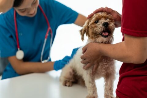 A cute little dog examined at the veterinarian in Campbell & Saratoga, CA