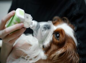 Veterinarian helping dog with oxygen mask for cough treatment in Campbell & Saratoga, CA