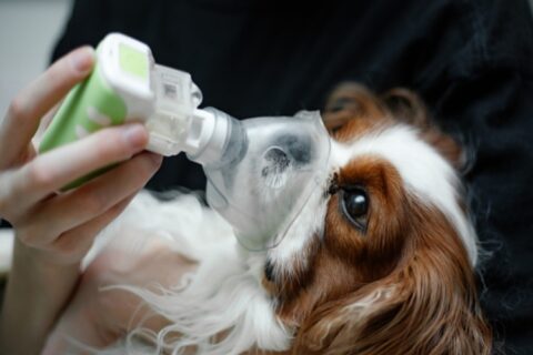 Veterinarian helping dog with oxygen mask for cough treatment in Campbell & Saratoga, CA