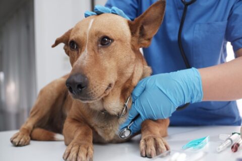 The veterinarian doctor treating, checking on dog at vet clinic