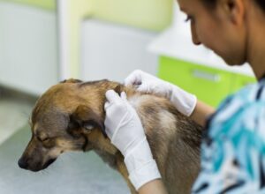 Veterinarian woman carefully examines the quiet dog's hair at the veterinarian's office