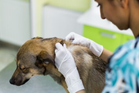 Veterinarian woman carefully examines the quiet dog's hair at the veterinarian's office